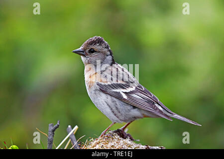 Bergfink (Fringilla montifringilla), Weibliche, Norwegen, Varangerhalvøya Stockfoto