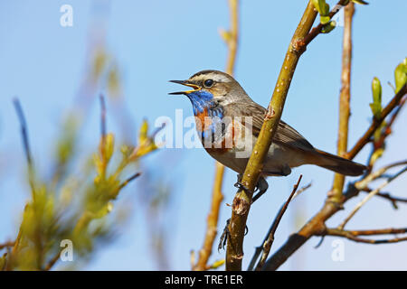 Blaukehlchen (Luscinia svecica svecica), Gesang männlich, Norwegen, Varangerhalvøya Stockfoto