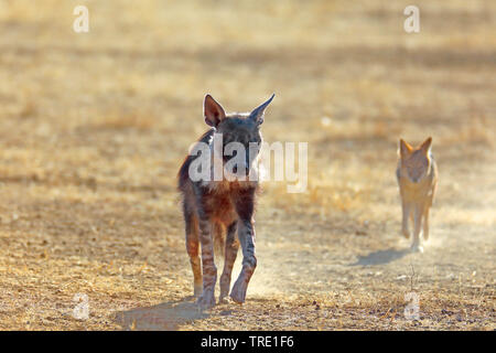 Braune Hyäne (Hyaena brunnea, Parahyena brunnea), Wandern in der Savanne, Schakal im Hintergrund, Südafrika, Kgalagadi Transfrontier National Park Stockfoto