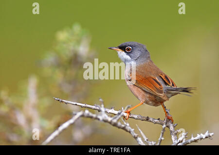 Spectacled Warbler (Sylvia conspicillata), männlich, Kanarische Inseln, Fuerteventura Stockfoto