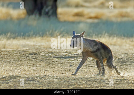 Braune Hyäne (Hyaena brunnea, Parahyena brunnea), Wandern in der Savanne, Seitenansicht, Südafrika, Kgalagadi Transfrontier National Park Stockfoto