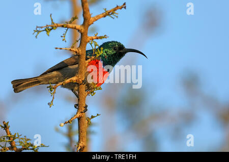 Mehr Doppel-collared Sunbird (Nectarinia afra), male auf einem Zweig, Südafrika, Addo Elephant National Park Stockfoto