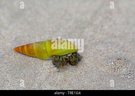 Land Hermit Crab in eine Schnecke - Shell zu Fuß am Strand, Südafrika, Struisbaai Stockfoto