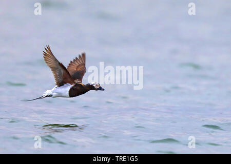 Eisente (Clangula hyemalis), fliegende Männchen, Norwegen, Batsfjord Stockfoto