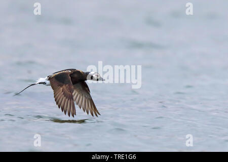 Eisente (Clangula hyemalis), fliegende Männchen, Norwegen, Batsfjord Stockfoto