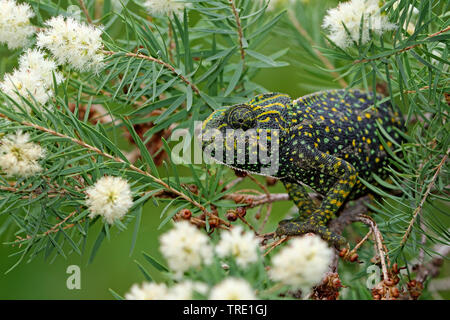 Mediterrane Chamäleon, Afrikanische Chamäleon, Gewöhnliches Chamäleon (Chamaeleo chamaeleon), auf einem Zweig, Spanien, Andalusien Stockfoto