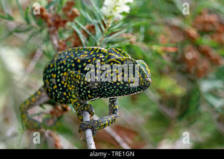 Mediterrane Chamäleon, Afrikanische Chamäleon, Gewöhnliches Chamäleon (Chamaeleo chamaeleon), auf einem Zweig, Spanien, Andalusien Stockfoto