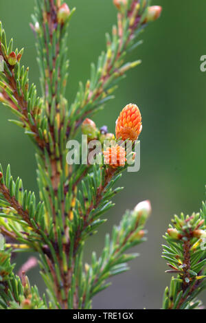 Die Fichte (Picea abies), Zweig, mit mal Kegel in Bud, Finnland Stockfoto