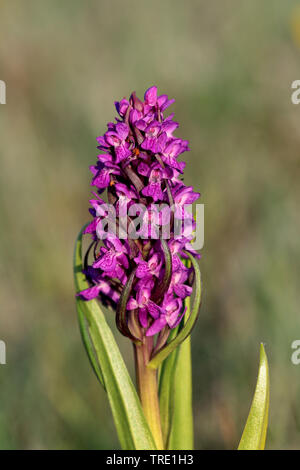 frühe Knabenkraut (Dactylorhiza Wurzelsud), Blütenstand, Schweden, Oeland Stockfoto