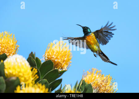 Orangebreasted Sunbird, Orange-breasted Sunbird (Anthobaphes violacea, Nectarinia violacea), männlich Anfahren einer Protea, Südafrika, Kirstenbosch Stockfoto