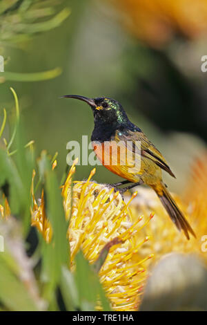 Orangebreasted Sunbird, Orange-breasted Sunbird (Anthobaphes violacea, Nectarinia violacea), männlich sitzen auf Protea, Südafrika, Kirstenbosch Stockfoto