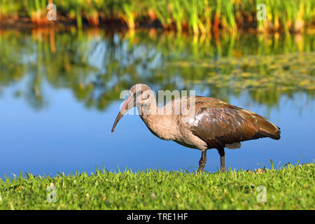 Hadeda Ibis (Bostrychia hagedash, Hagedashia hagedash), Wandern am See Grenze, Südafrika, Kirstenbosch Stockfoto