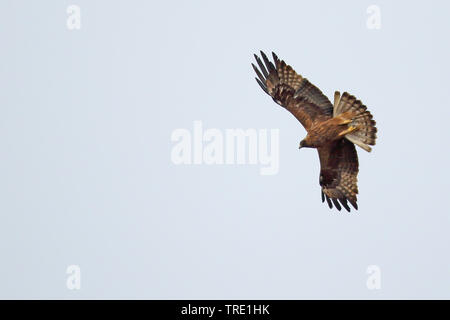 Bonellis Adler (Hieraaetus fasciatus, Aquila fasciata), in der jugendlichen Federkleid, Fliegen, Spanien, Andalusien Stockfoto