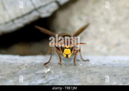 Hornet, brown Hornet, Europäische Hornisse (Vespa crabro), die aus dem Wespennest, Vorderansicht, Deutschland, Schleswig-Holstein, Fehmarn Stockfoto