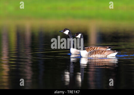 Kanadagans (Branta canadensis), ein Paar, Schweden, Verkehr Stockfoto