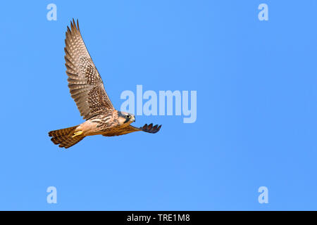 Lannerfalke (Falco biarmicus), im Flug, Südafrika, Kgalagadi Transfrontier National Park Stockfoto