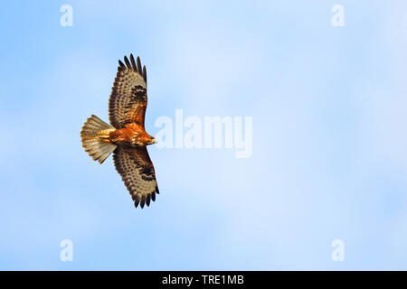 Eurasischen Mäusebussard (Buteo buteo), Fliegen, von unten, Spanien, Andalusien Stockfoto