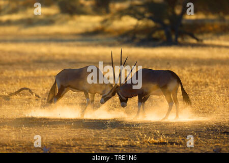 Gemsbock, beisa (Oryx gazella), territoriale Kampf zweier Männer in der Savanne, contre-jour, Südafrika Stockfoto