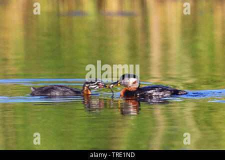 Red-necked grebe (Podiceps grisegena), nach Fütterung Küken, Deutschland, Schleswig-Holstein, Fehmarn Stockfoto