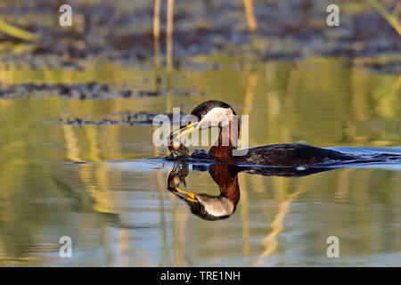 Red-necked grebe (Podiceps grisegena), Schwimmen mit Fisch im Schnabel, Deutschland, Schleswig-Holstein, Fehmarn Stockfoto