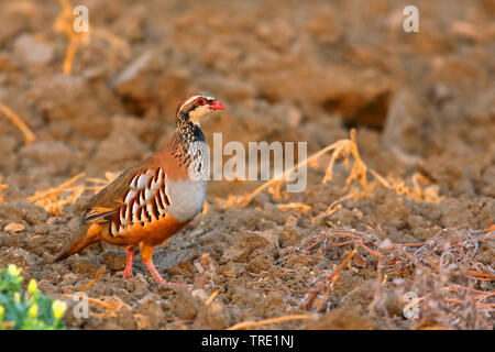 Red-legged Partridge (alectoris Rufa), Wandern auf einem Feld, Spanien, Tarifa Stockfoto