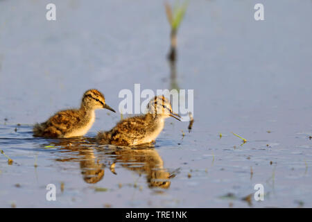 Gemeinsame Rotschenkel (Tringa totanus), Küken auf der Suche nach Nahrung im flachen Wasser, Niederlande, Friesland Stockfoto