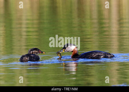 Red-necked grebe (Podiceps grisegena), nach Fütterung Küken, Deutschland, Schleswig-Holstein, Fehmarn Stockfoto