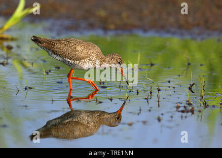 Gemeinsame Rotschenkel (Tringa totanus), auf der Suche nach Nahrung im flachen Wasser, Niederlande, Friesland Stockfoto