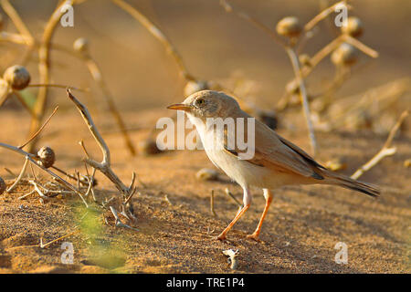 Afrikanische wüste Warbler (Sylvia deserti), in der Wüste, Marokko, Fes Stockfoto