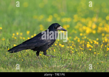 Saatkrähe (Corvus frugilegus), auf der Suche nach Nahrung in einer Wiese, Finnland, Liminka Stockfoto