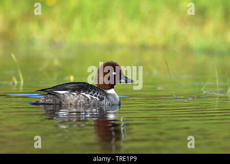 Schellente, Bucephala clangula Entlein (goldeneye), Schwimmen weibliche, Schweden, Verkehr Stockfoto