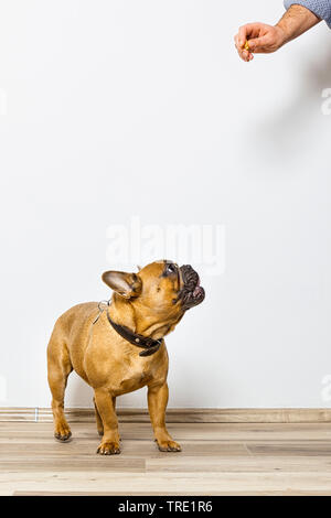 Französische Bulldogge (Canis lupus f. familiaris), Rüde aufmerksam betrachtet ein behandeln in der Hand seines Meisters, Deutschland Stockfoto