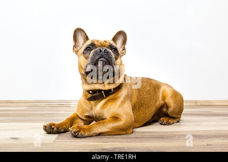 Französische Bulldogge (Canis lupus f. familiaris), männlicher Hund auf dem Boden liegend, Deutschland Stockfoto