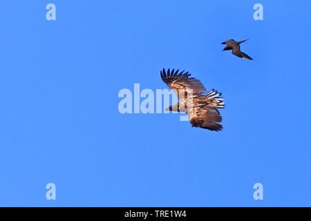 Seeadler Seeadler (Haliaeetus albicilla), juvenile wird durch eine parasitäre Jaeger, Norwegen, Varangerhalvøya angegriffen Stockfoto