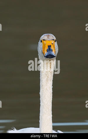 Singschwan (Cygnus Cygnus), Schwimmen, Portrait, Norwegen, Batsfjord Stockfoto