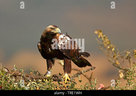 Spanische Kaiseradler, iberische Kaiseradler, Adalberts Eagle (Aquila adalberti), auf einem Busch, Spanien, Sierra de San Pedro Stockfoto