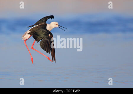 Schwarz - geflügelte Stelzenläufer (Himantopus himantopus), Landung im Wasser, Spanien, Andalusien, Sanlucar Stockfoto