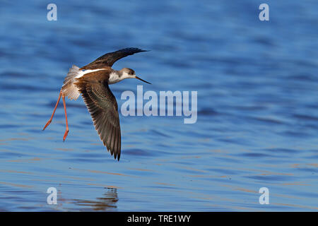 Schwarz - geflügelte Stelzenläufer (Himantopus himantopus), in der jugendlichen Federkleid, Fliegen, Spanien, Andalusien, Sanlucar Stockfoto