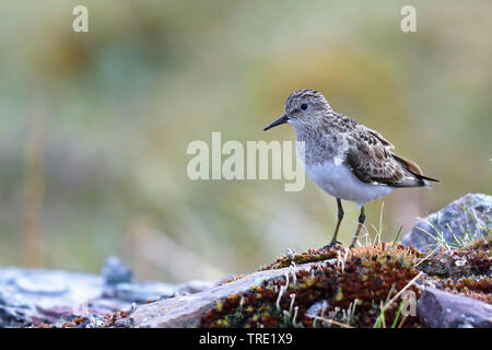 Temminck's Stint (Calidris temminckii), male auf einem Felsen, Norwegen Stockfoto