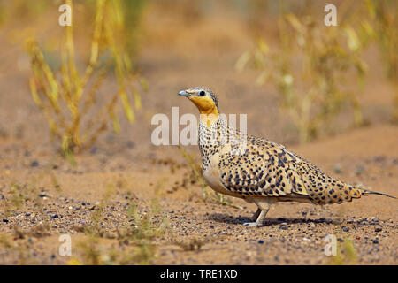 Gefleckte sandgrouse (Pterocles senegallus), Weibliche in der Wüste, Marokko, Fes Stockfoto