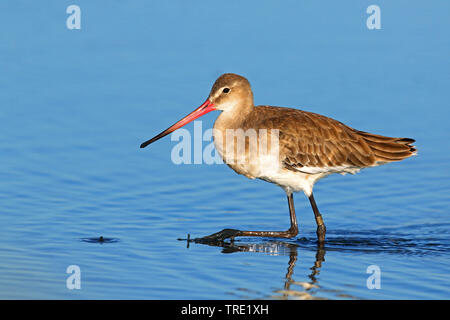 Uferschnepfe (Limosa limosa), in Eclipse Gefieder, Spanien, Andalusien, Sanlucar Stockfoto