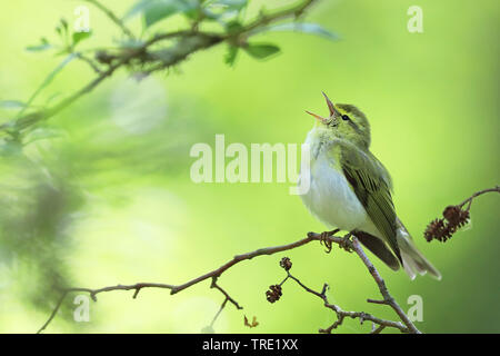 Holz laubsänger (Phylloscopus sibilatrix), männlicher Gesang in einem Wald, Schweden, Oeland Stockfoto