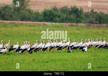 Weißstorch (Ciconia ciconia), Gruppe ruht in einem Reisfeld, Spanien, Andalusien, La Janda Stockfoto