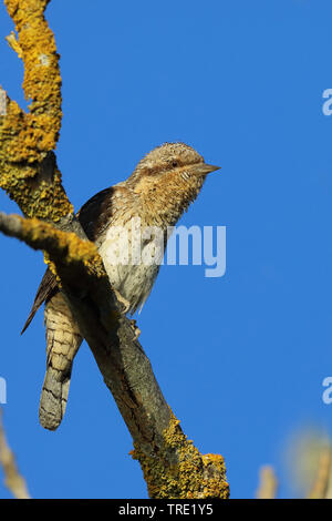 Northern Wendehals (Jynx torquilla), auf einem Zweig sitzend, Åland, Finnland Stockfoto