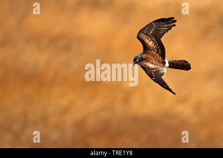 Das Montague Harrier (Circus pygargus), in der jugendlichen Federkleid, Fliegen, Spanien, Andalusien Stockfoto