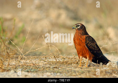 Das Montague Harrier (Circus pygargus), in der jugendlichen Gefieder, auf dem Boden sitzend, Andalusien, Spanien Stockfoto