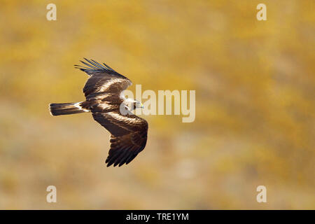 Zwergadler (Hieraaetus pennatus), im Flug, Licht Morph, Spanien, Andalusien Stockfoto