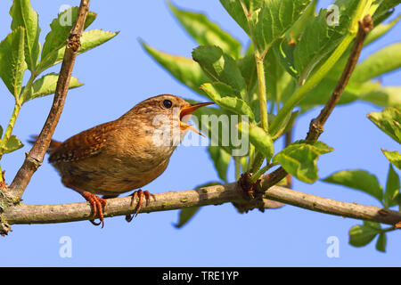 Eurasische Wren, nördlicher Wren (Troglodytes troglodytes), singender Männchen, Niederlande, Frisia Stockfoto