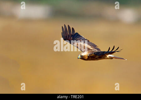 Zwergadler (Hieraaetus pennatus), im Flug, Spanien, Andalusien Stockfoto