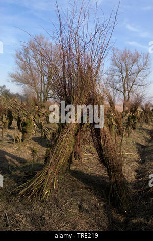 Willow, Korbweide (Salix spec.), schneiden pollarded Weiden, Niederlande, Südholland, Dordtse Biesbosch Stockfoto